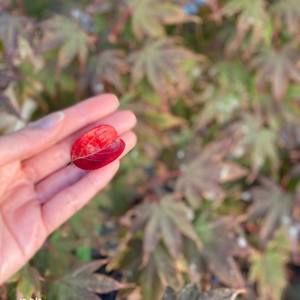 Meet your Posher, Ngoc chinh